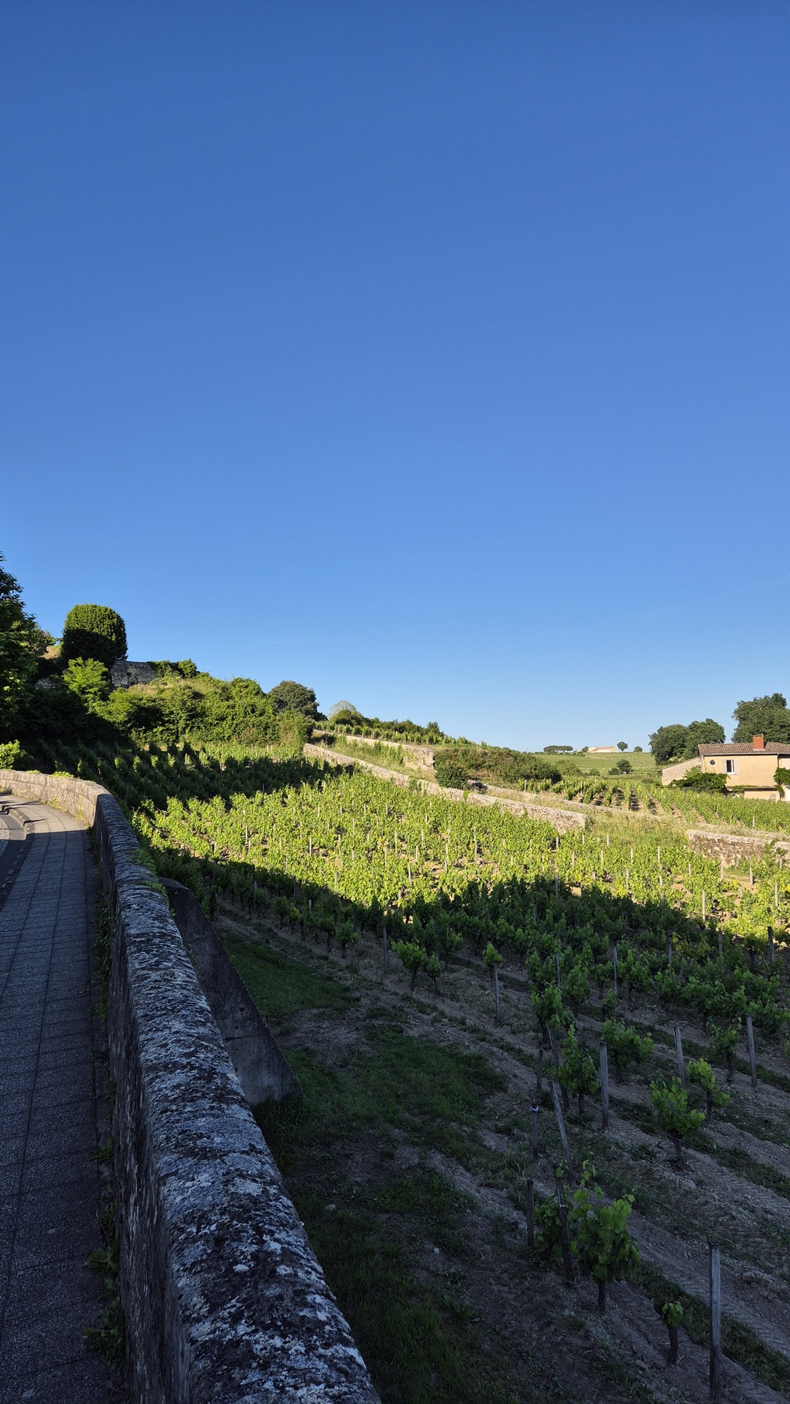Vineyards around Saint-Emilion