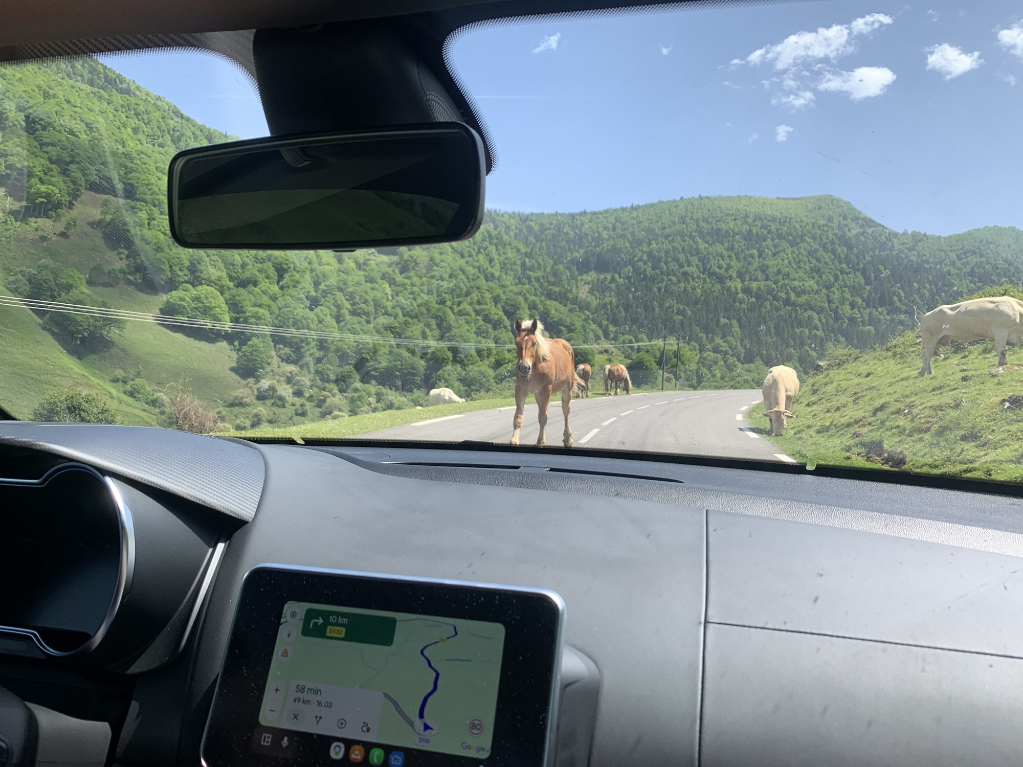 Horses and cows on the mountain road