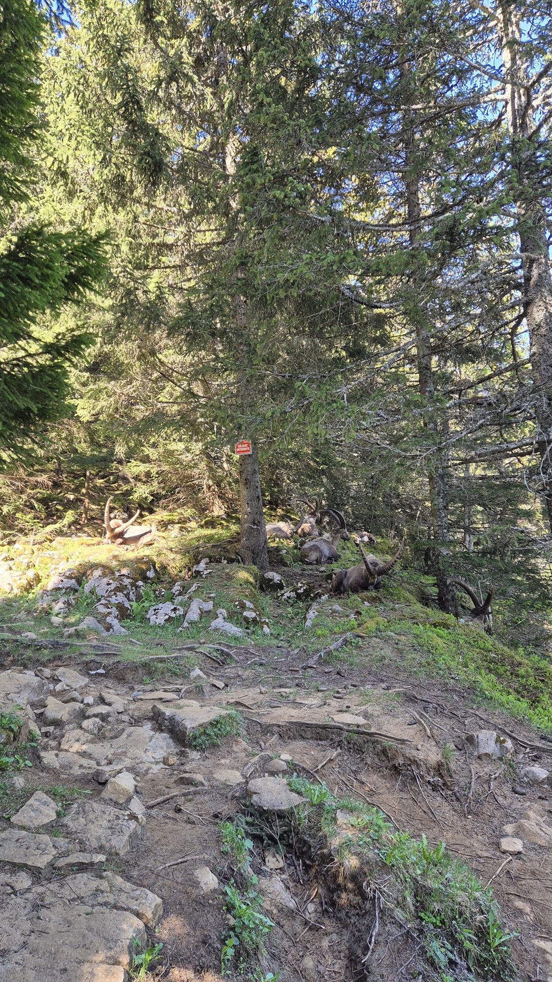 Animals in forest